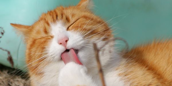 Svelare il mistero dei gatti, ci prova la scienza
