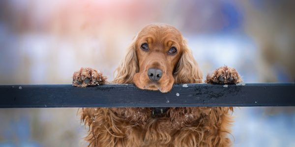 L’addestramento dei cani e l’addestramento degli umani
